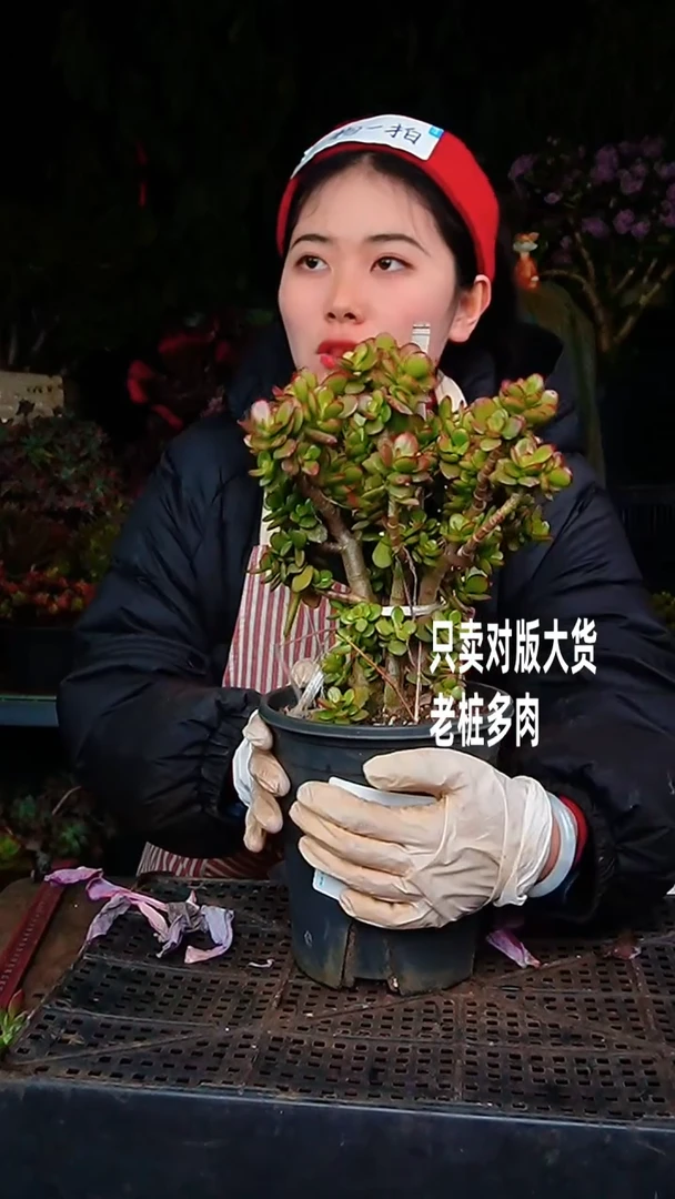 【闪购商品】摇钱树95号