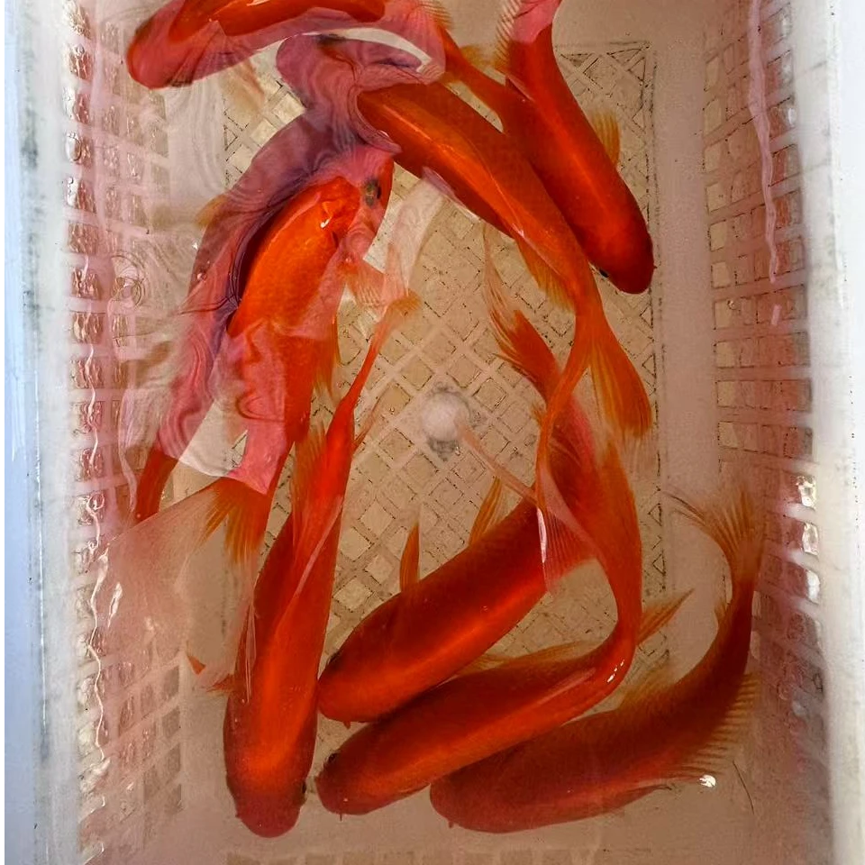 15号【贺岁红草金8-10公分10条】好养冷水观赏草金鱼 包邮