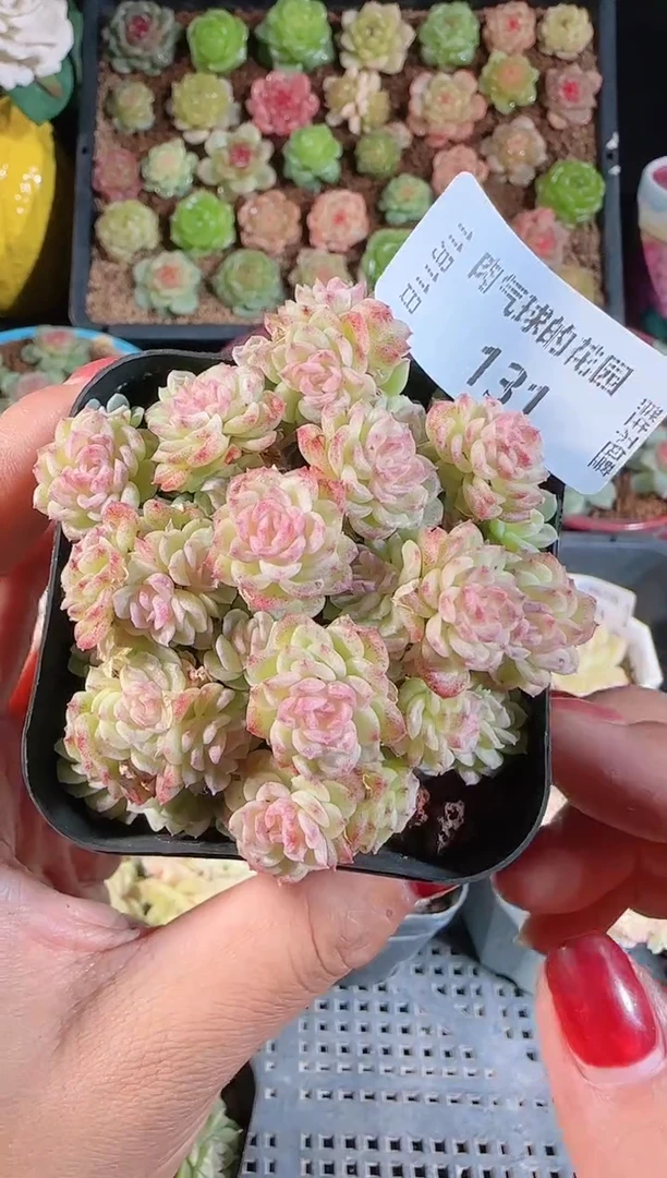 1111-131群生不包整