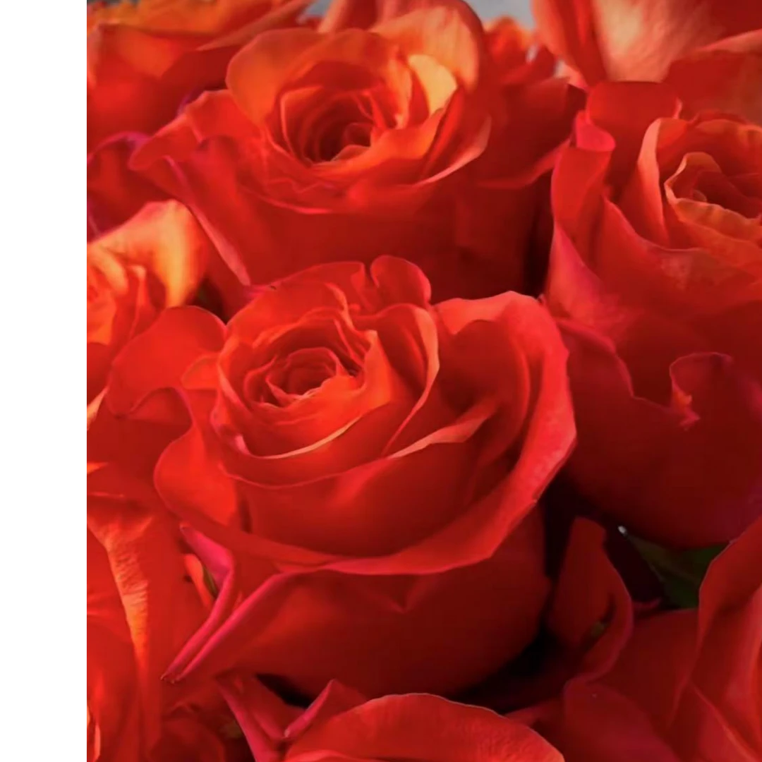 橙色唯一大苗月季切花玫瑰