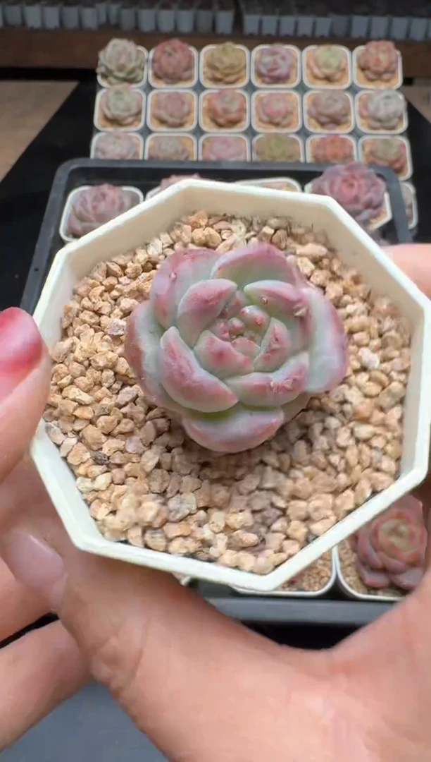 【闪购商品】569E号一物一拍多肉花卉植物3颗起发