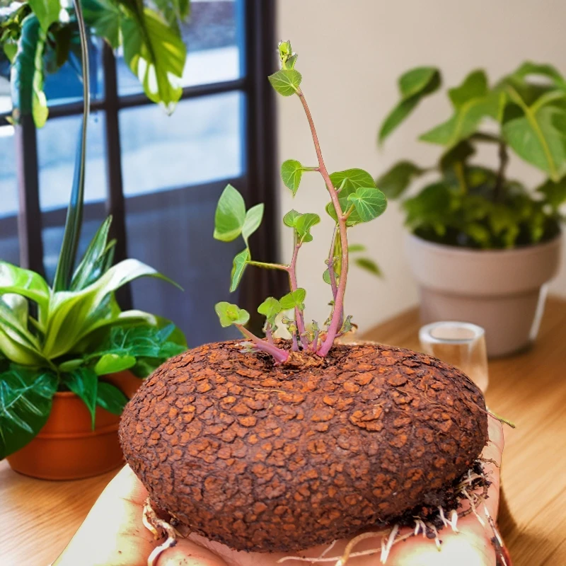 山乌龟金不换植物盆栽红藤圆叶懒人绿植爬藤观叶室内水培阳台客厅