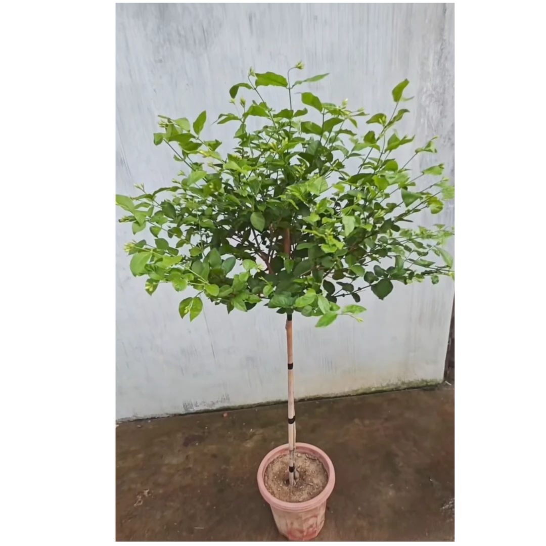 单瓣笔尖茉莉花重瓣笔尖巴西茉莉花高杆棒棒糖盆栽直播间一物一拍