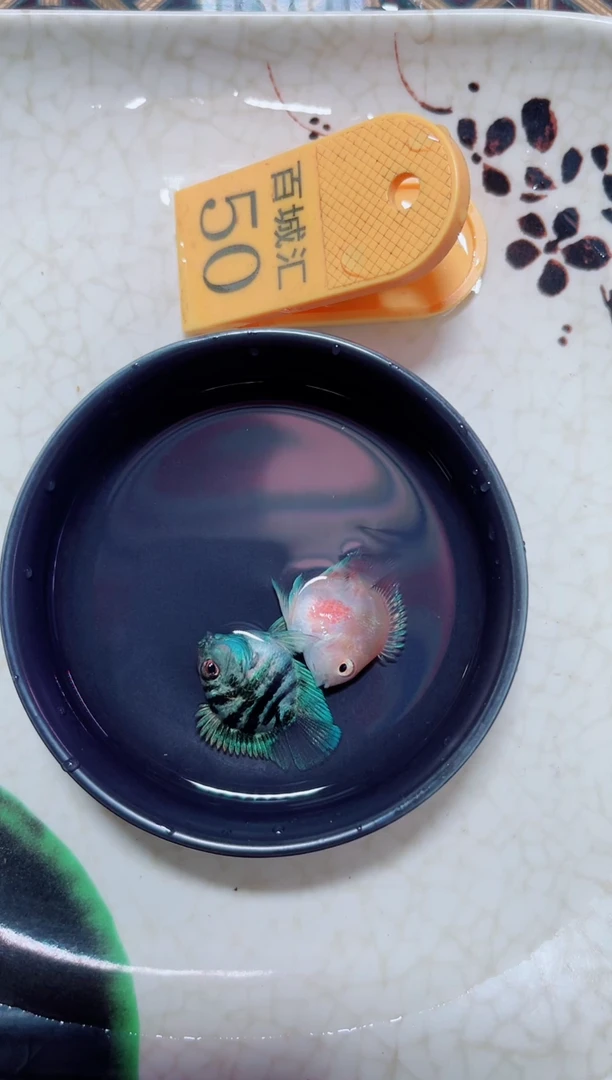 鹦鹉鱼宝蓝胭脂一对