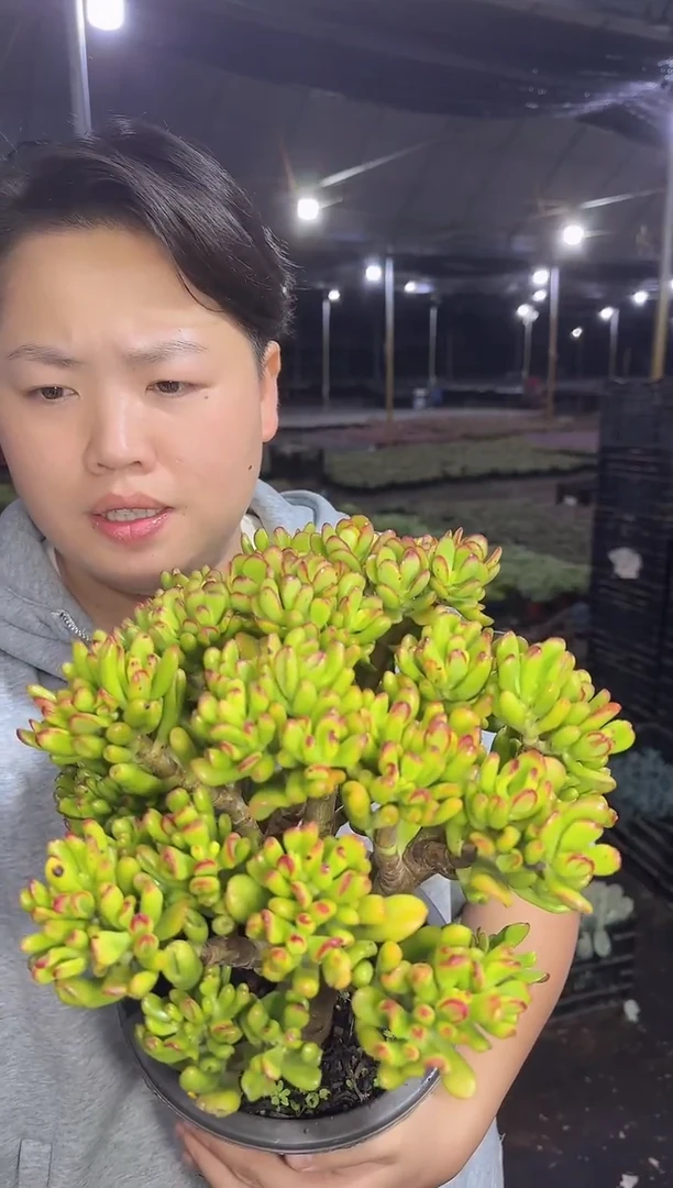小树招财猫 9.99