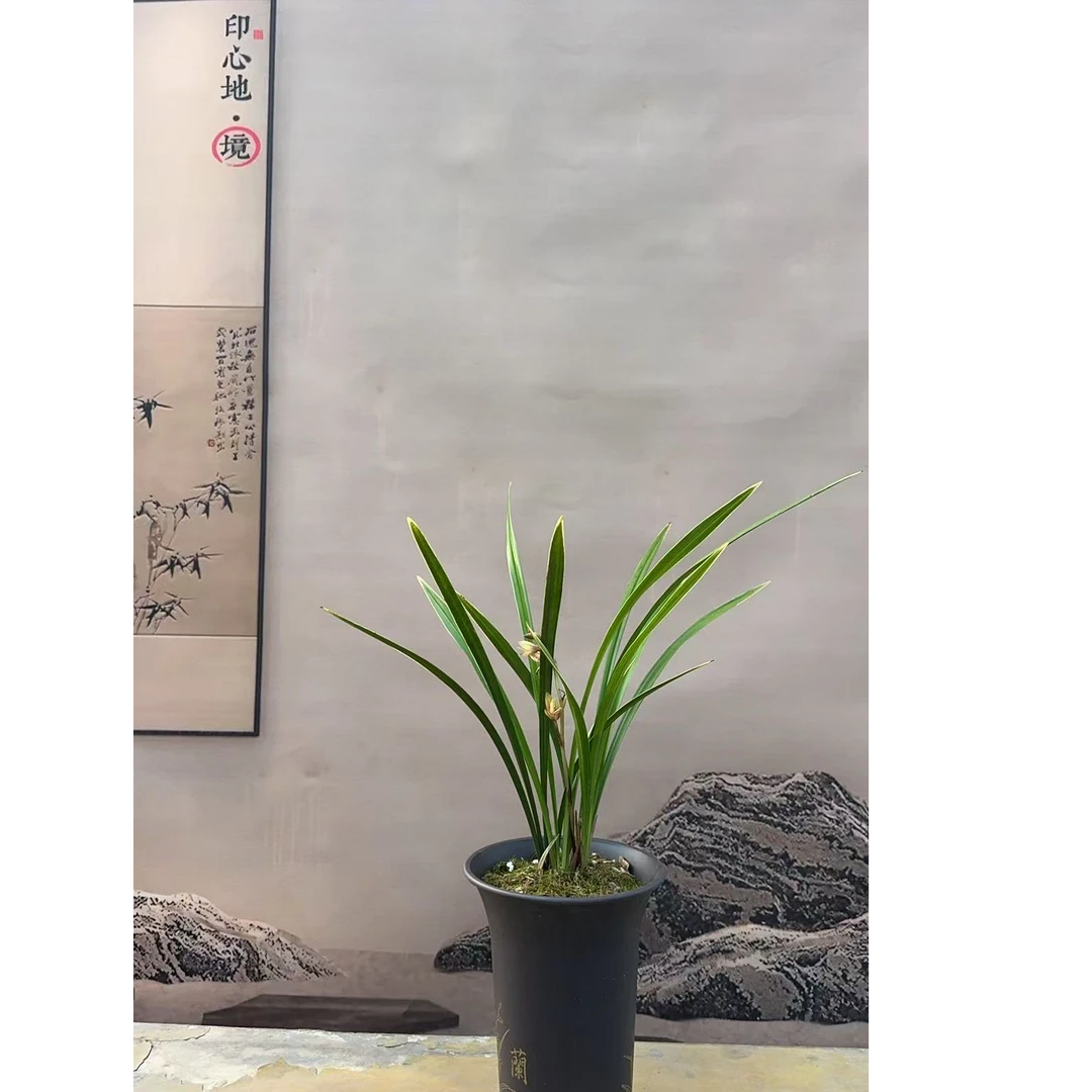 【彩虹仙子】浓香型四季兰苗室内桌面阳台盆栽花卉绿植