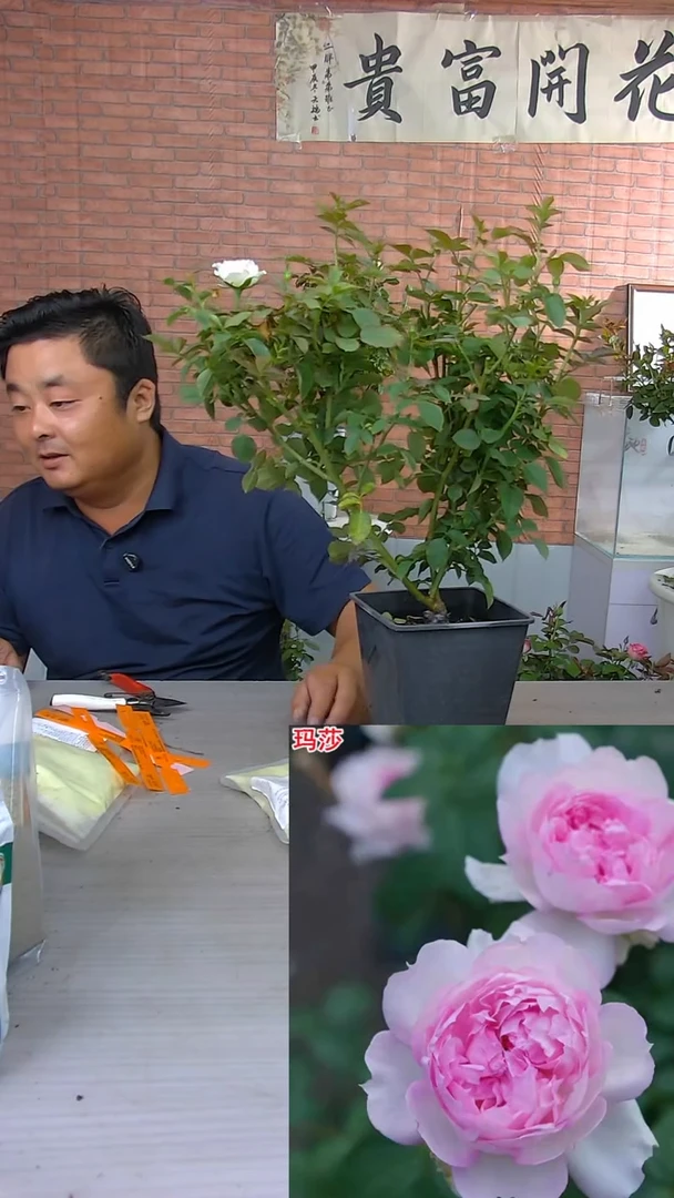 当前无花朵，栽培后可花朵玛莎