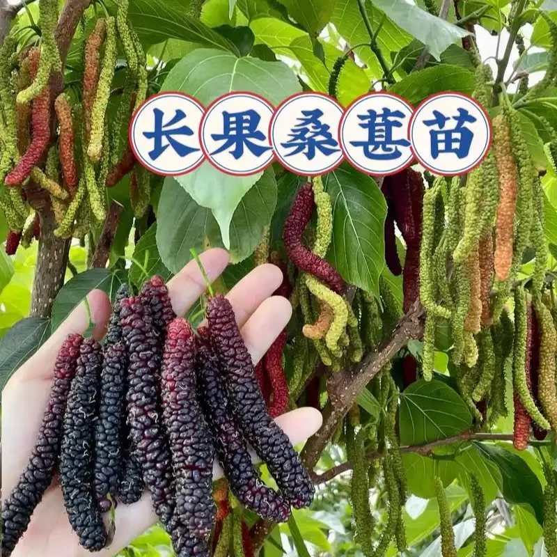 正宗长果桑树苗嫁接苗四季种植盆栽果树苗当年结果