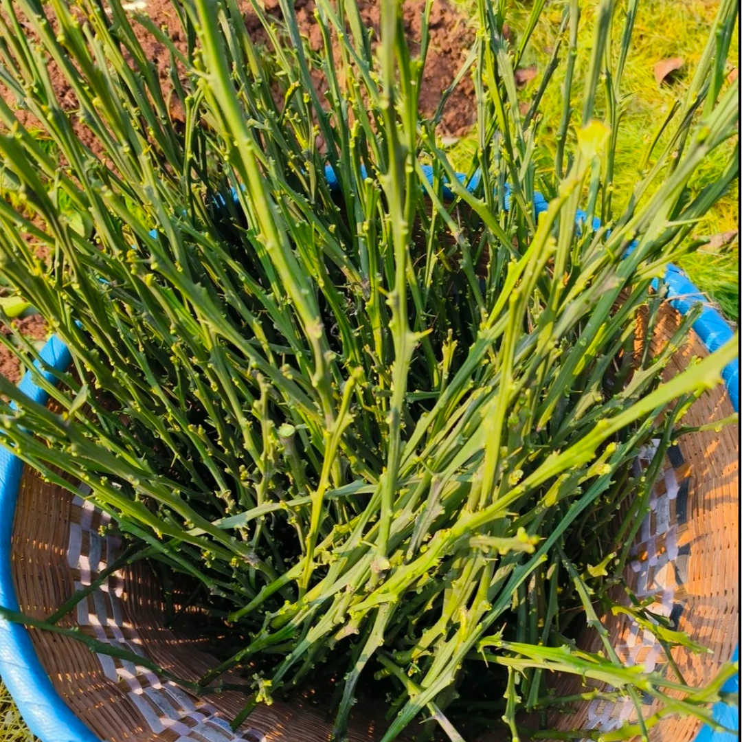 爱媛58号嫁接枝条下单现剪发货晚熟种苗保真十月份上市