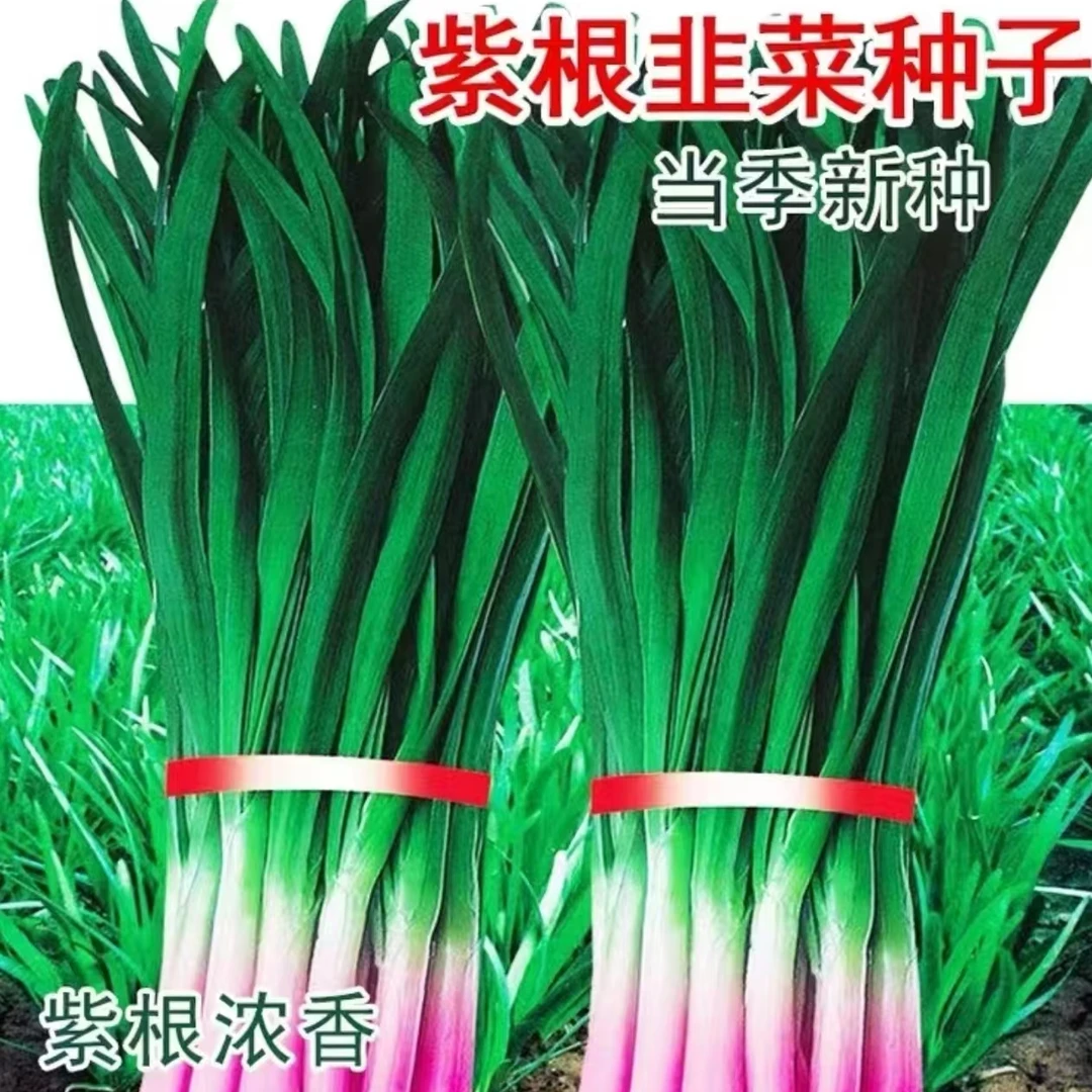 【紫根韭菜种子】家庭种植耐寒耐热阳台花盆小院种植四季种植