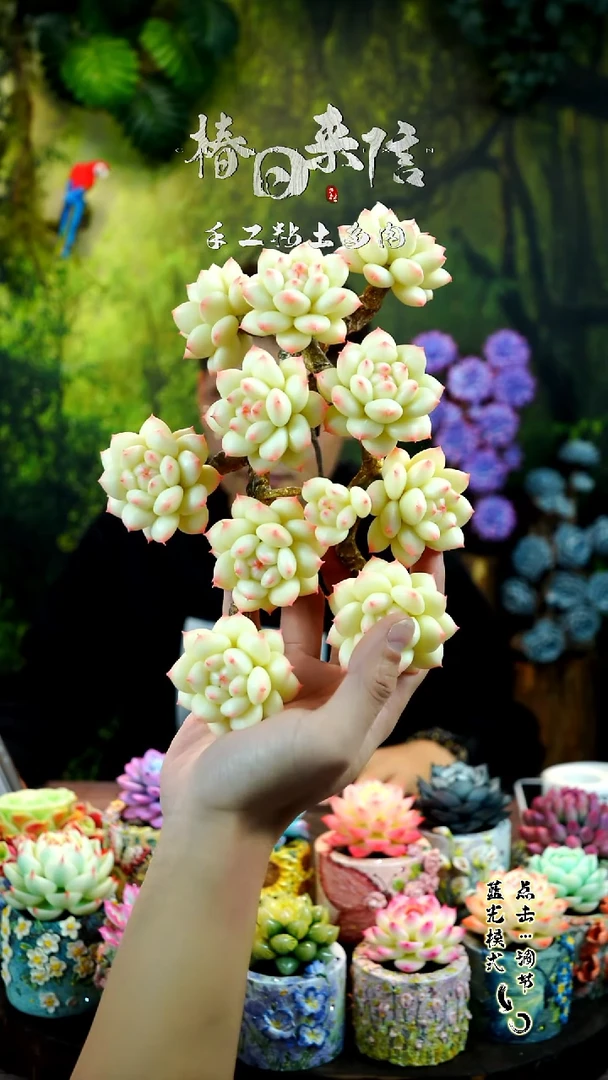 白天鹅麦秆10头。。。。。。。。。。。。