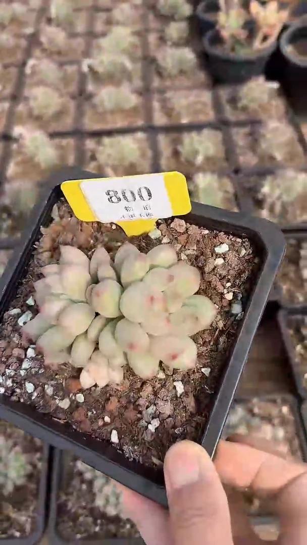 【闪购商品】800号二代虞美人