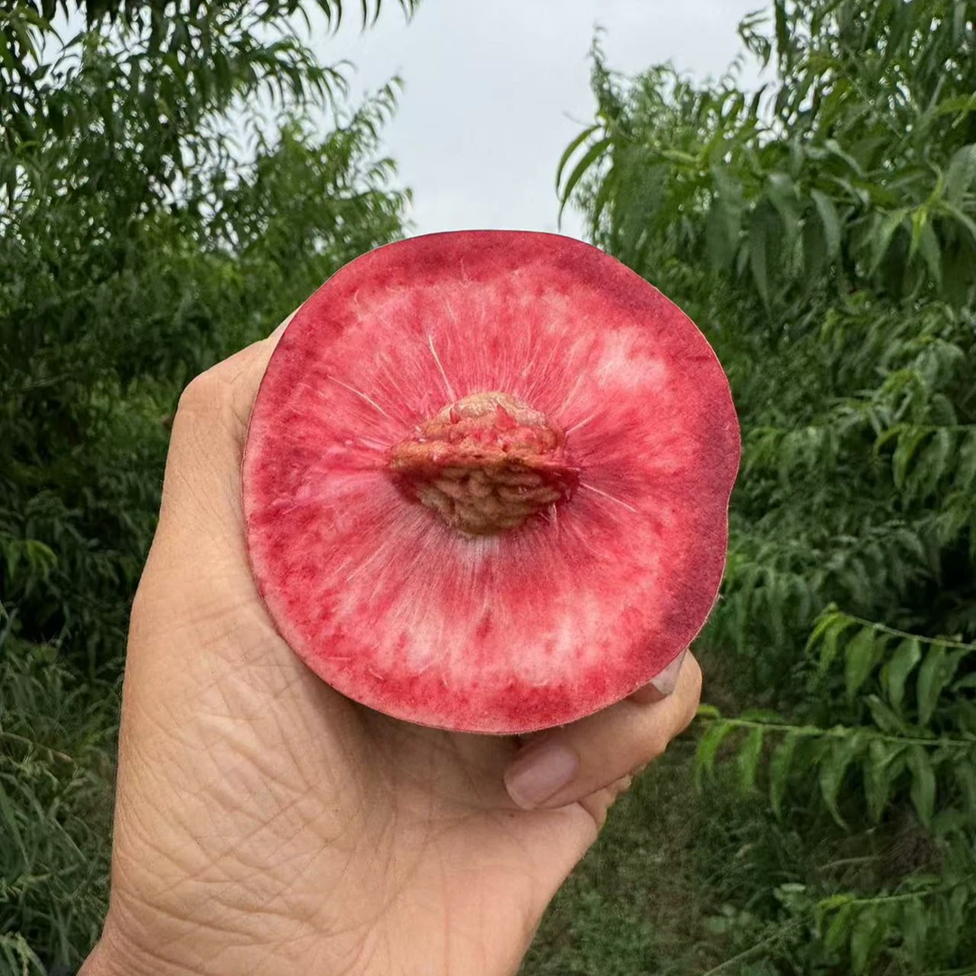 春雨血桃苗（6月底成熟）落叶起苗发苗一年苗（12月左右）