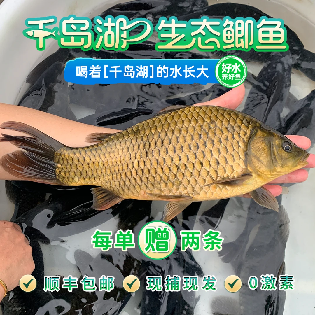活鱼到家-千岛湖生态黄金鲫鱼活鱼现捕捞现发顺丰生鲜冷链包活到家