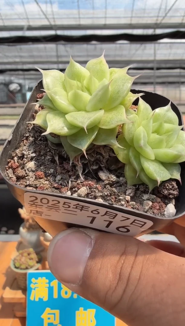 东云多肉园二店-116