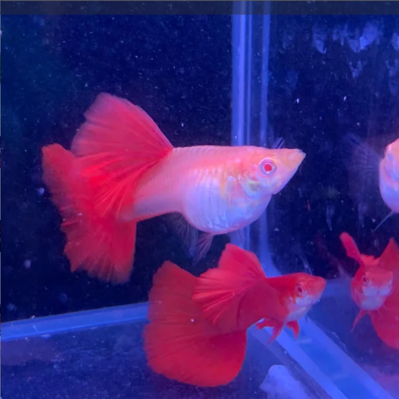 血红 孔雀鱼 小型热带精品观赏鱼 草缸搭色新手混养好养易活