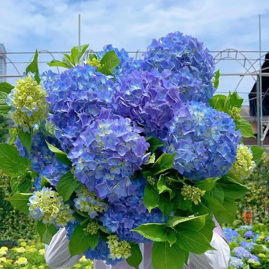 绣球姹紫嫣红  后期会变色 绣球  带花苞发货 2加仑