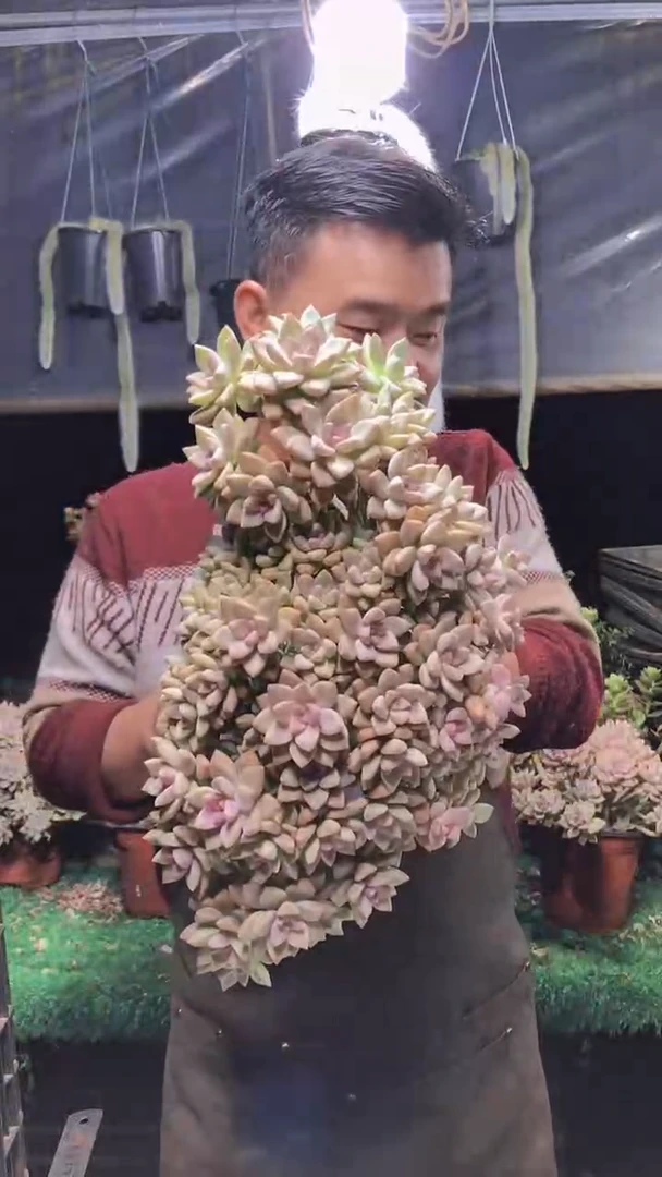 133淡雪缀化一物一拍