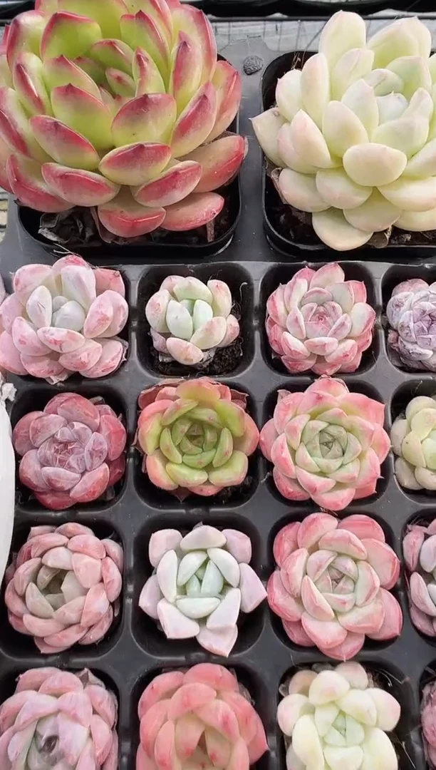 东云多肉园新款-07