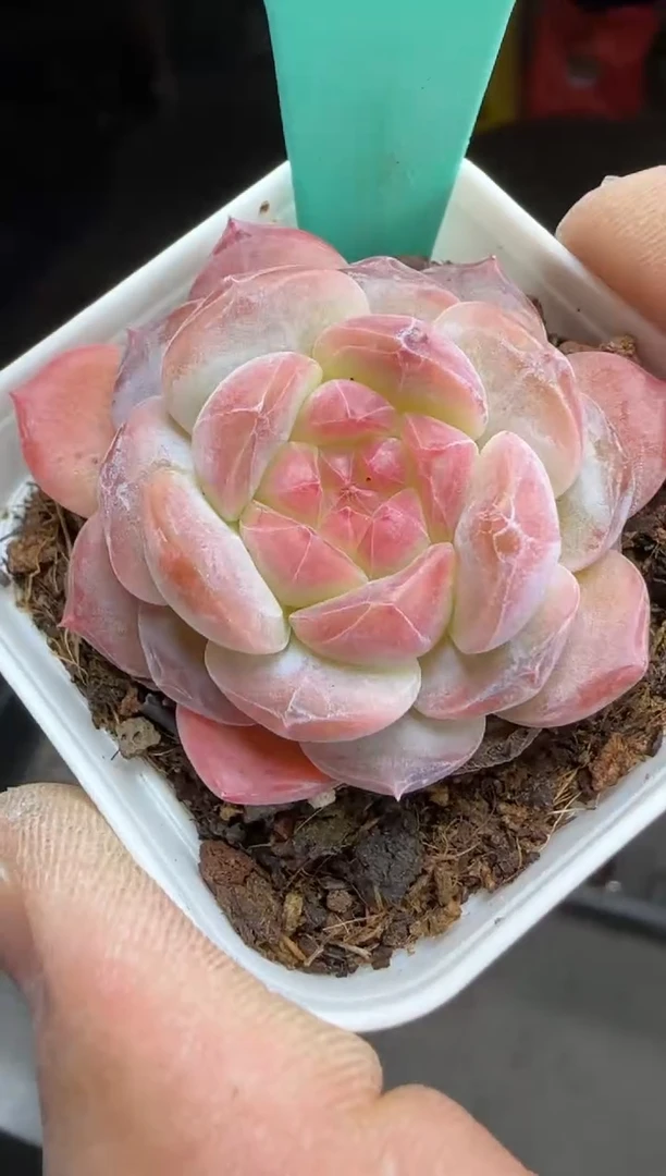 【闪购商品】一物一拍0216—443