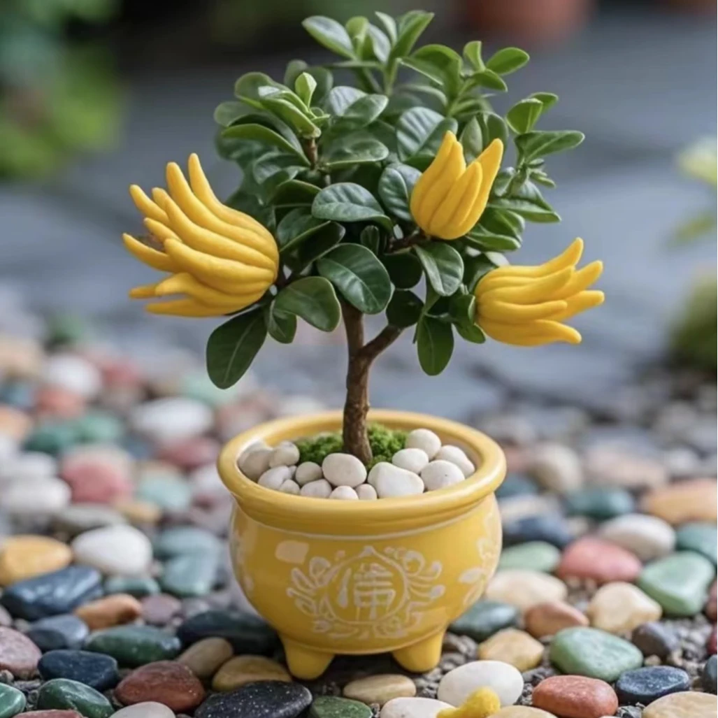 佛手苗盆栽佛手带果室内金华佛手苗佛手盆栽四季苗当年结果果树苗