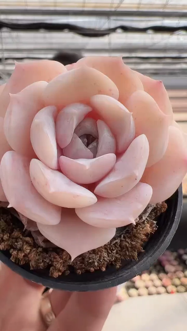 【闪购商品】新款多肉-132