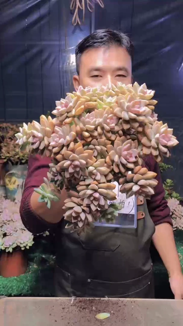 246淡雪缀化（一物一拍）