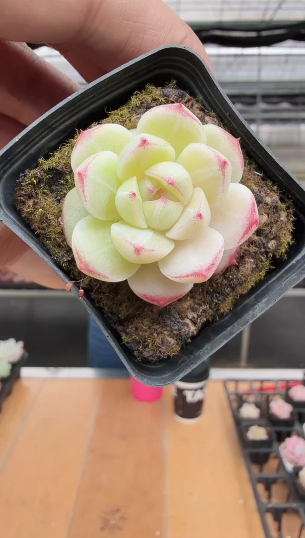 东云多肉园新款-34