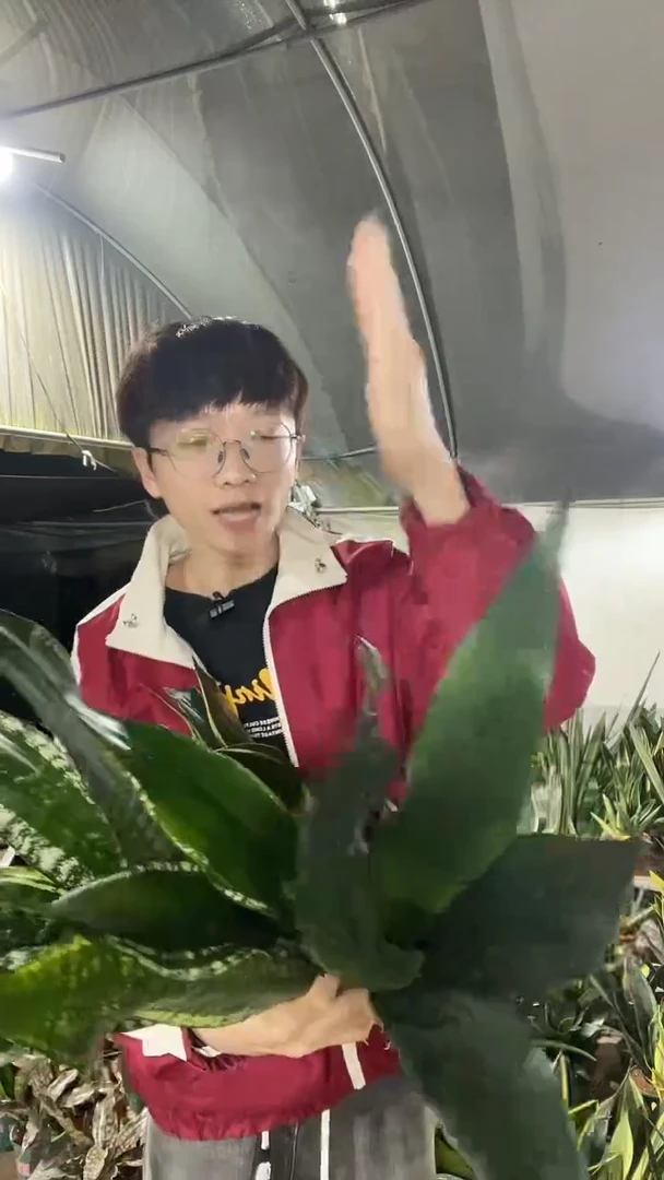 黑金刚+星空+繁星+金虎耳+黑金丝+矮脚星空