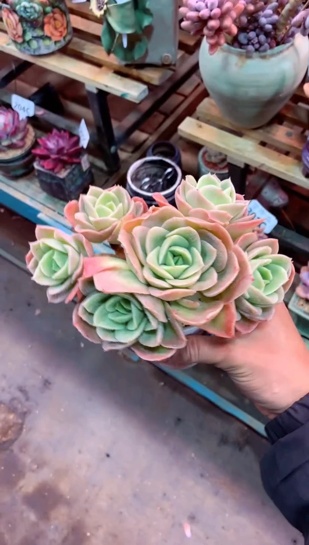 314C（一物一拍，精品多肉，w所见即所得 ）