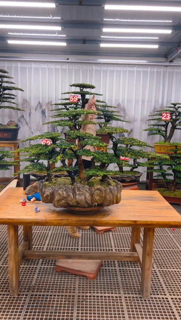 【闪购商品】紫砂精品盆景直播间一物一拍