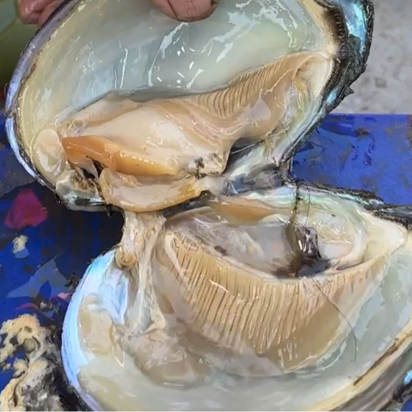 （顺丰快递）株洲乡里正宗河蚌肉好吃新鲜