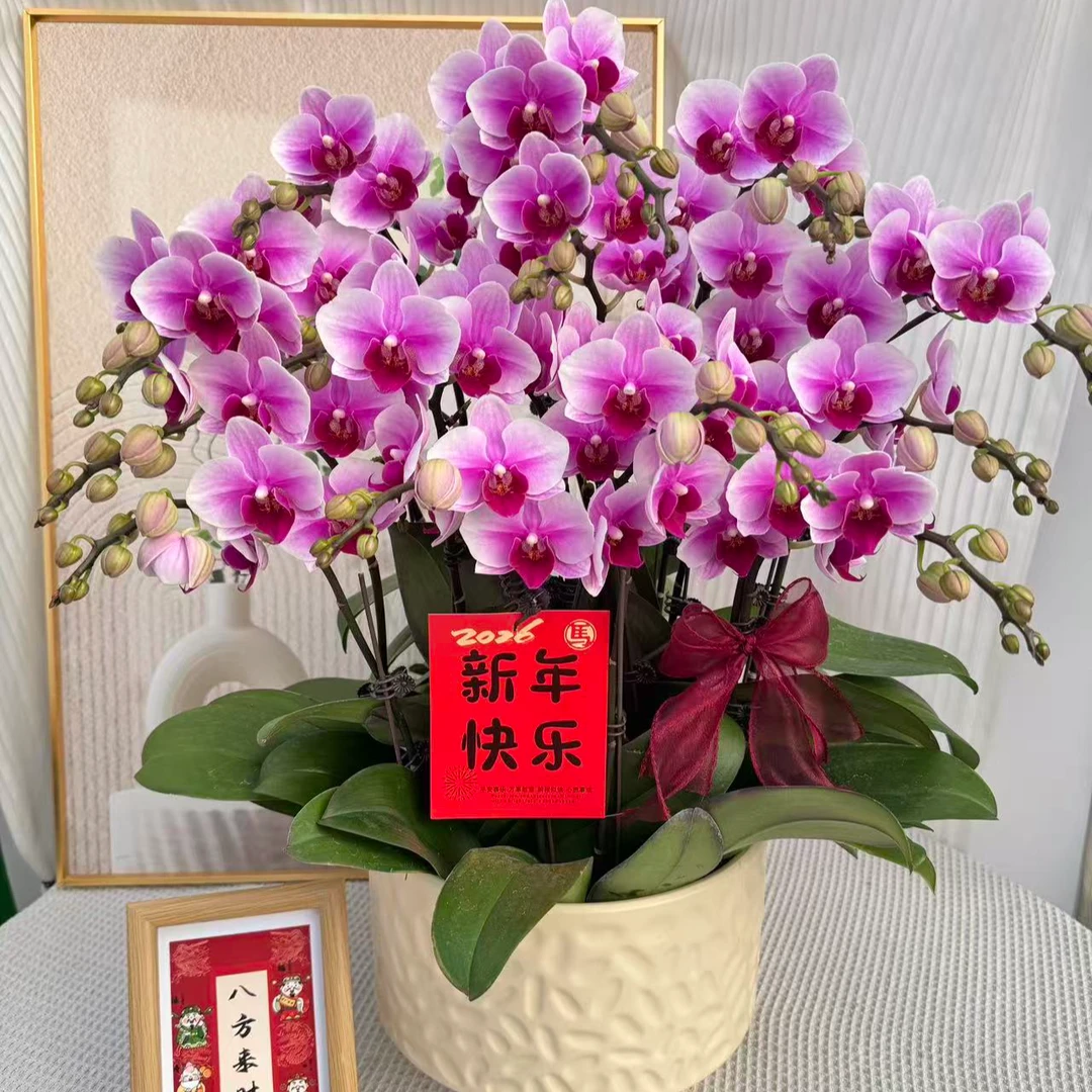 蝴蝶兰《粉红珍珠》粉紫色系鲜花 有花有花苞 新鲜绿植