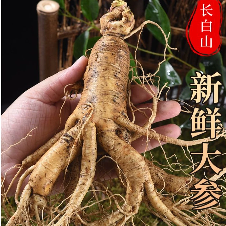 大个五只一斤装长白山六年鲜人参泡酒大人参