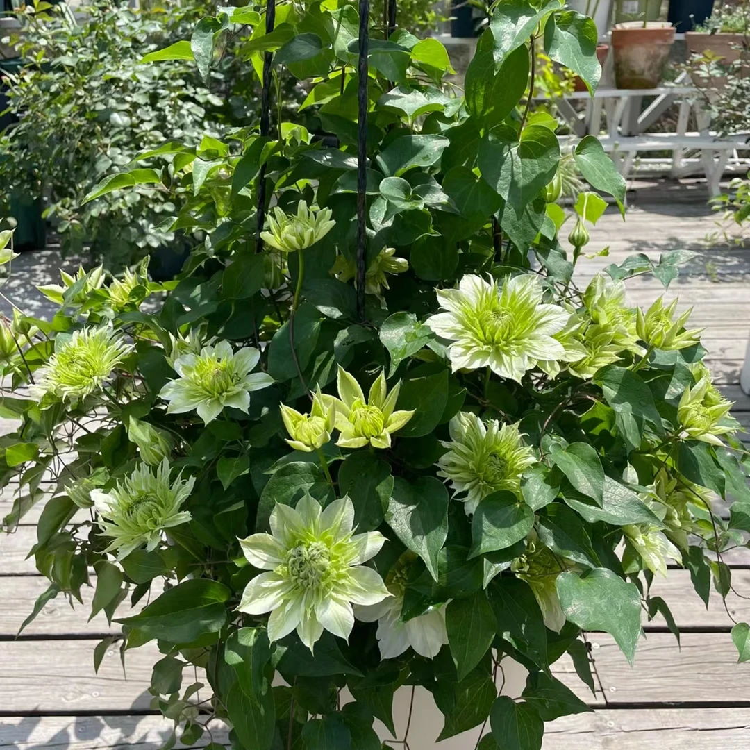 铁线莲中大苗【 华川】 阳台庭院花园盆栽地栽植物  矮生大道铁