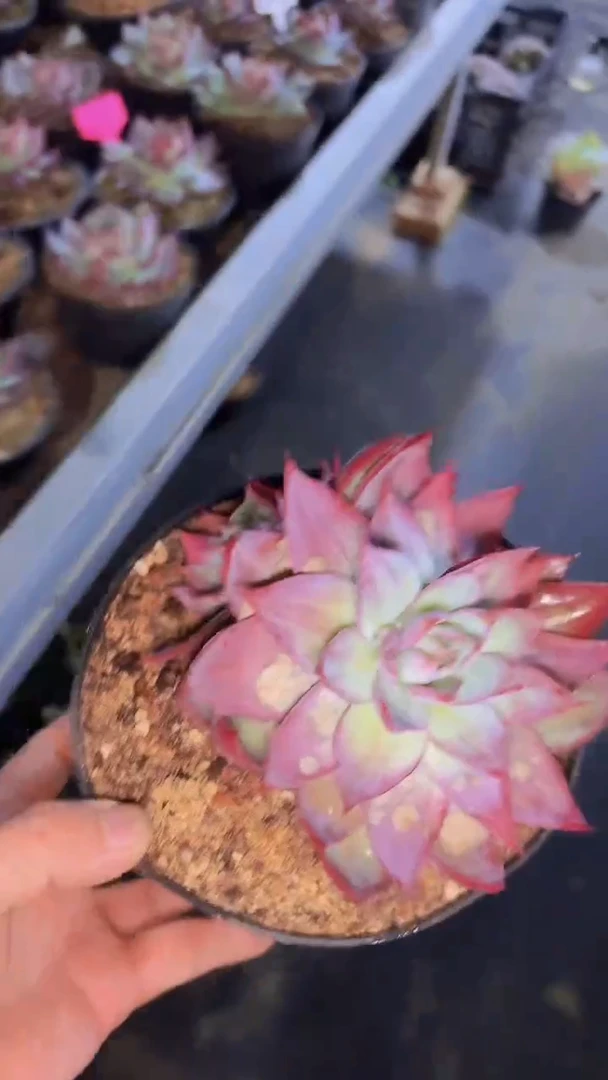 糖**️惊鸿一物一拍A000