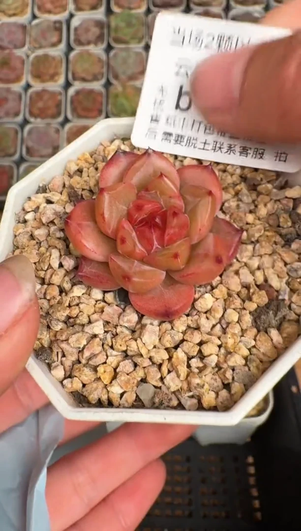 095b 珍妮多肉(6.5cm杯）一物一拍 带盆土发