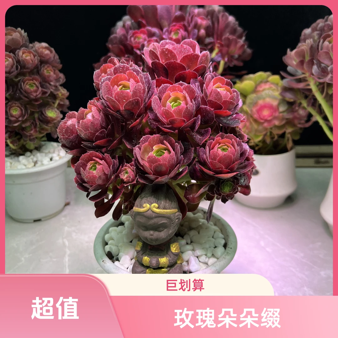玫瑰法师朵朵缀  精品法师  好看好养 新手必备 老手必养