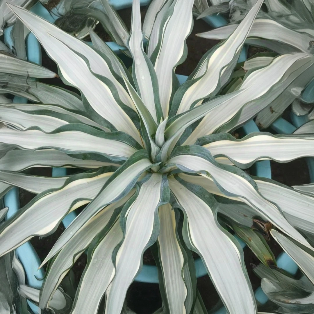 鹦鹉嘴白中斑锦  初绿白中斑银河旅人龙舌兰植物庭院花园造景种植