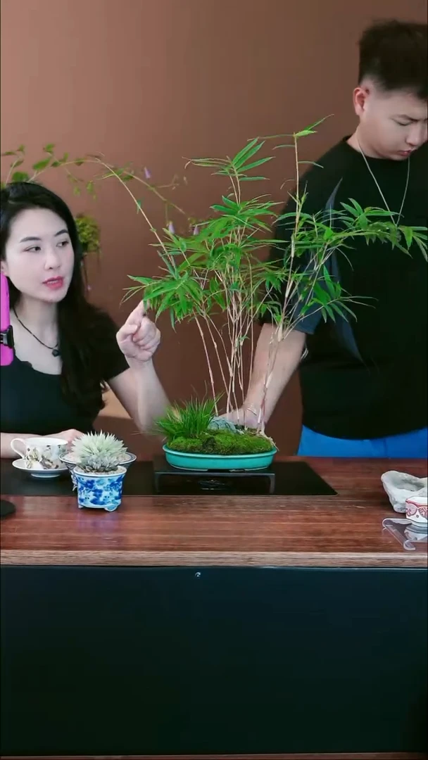 无花朵我****！红观音竹盆景盆景盆景