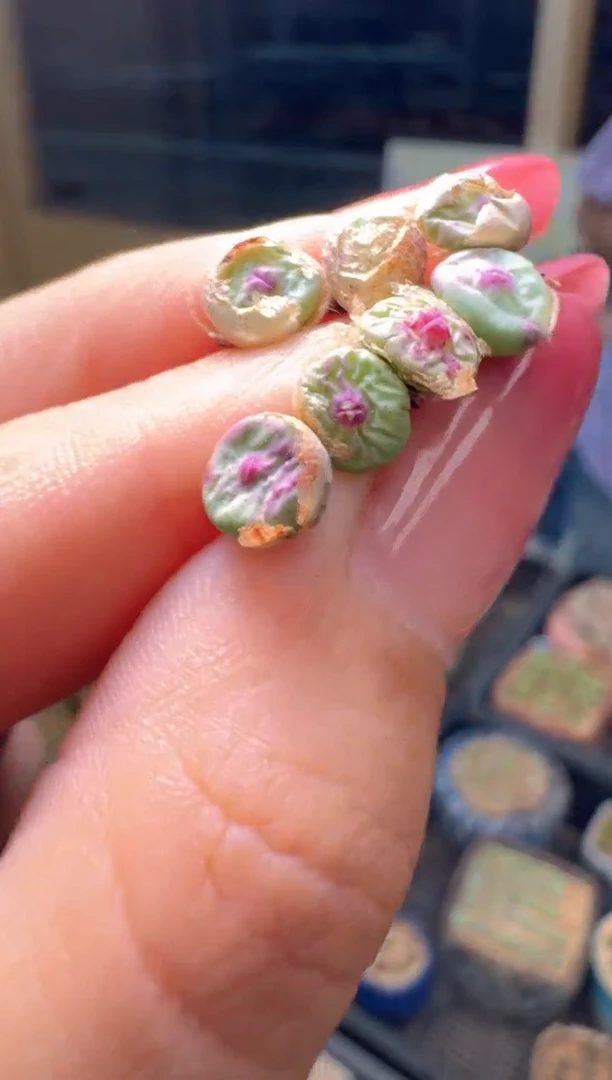 28-75多肉植物红嘴一颗