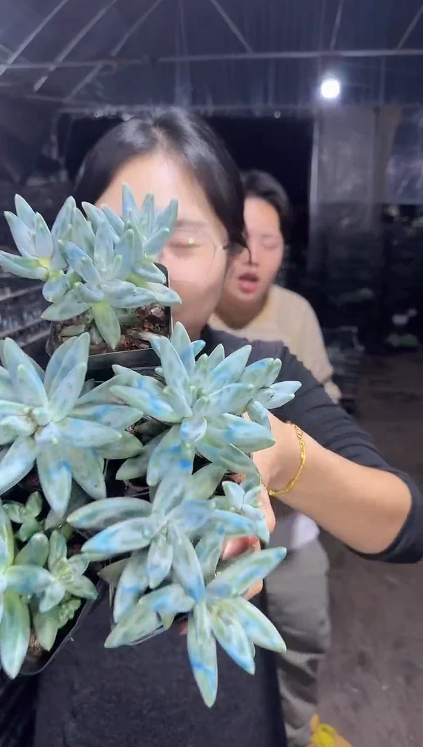 乌拉克拉3多2单 9.99