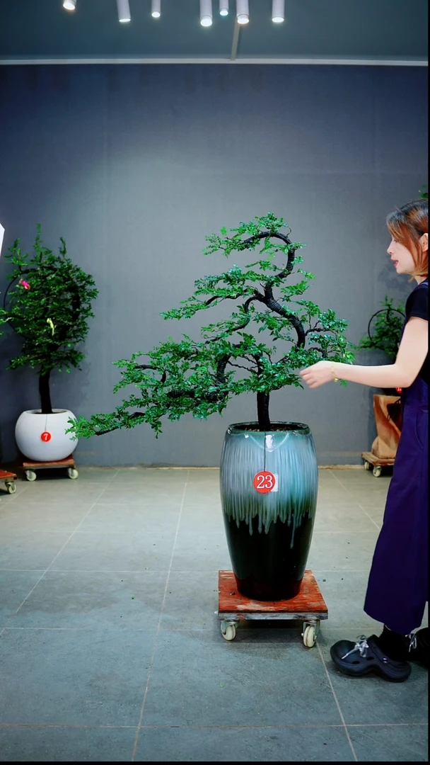 当前无花朵，栽培后可花朵熙**植一物一拍绿植