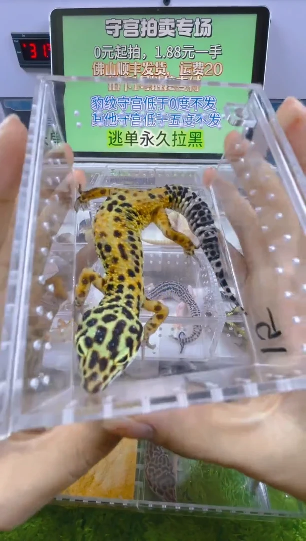 豹纹守宫豹纹肥尾成体苗子亚成