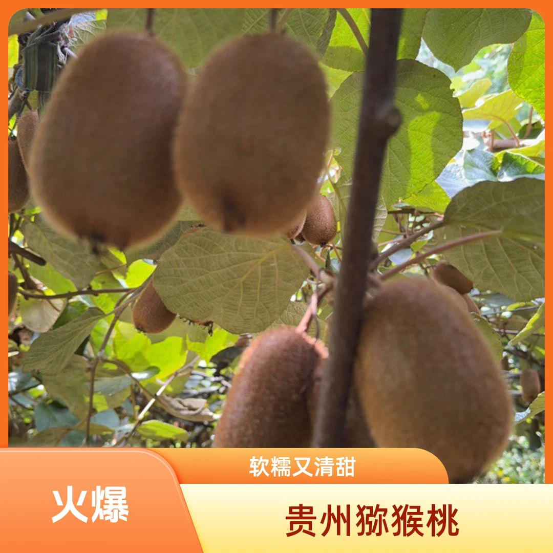 贵州高山贵长猕猴桃软糯清甜汁多