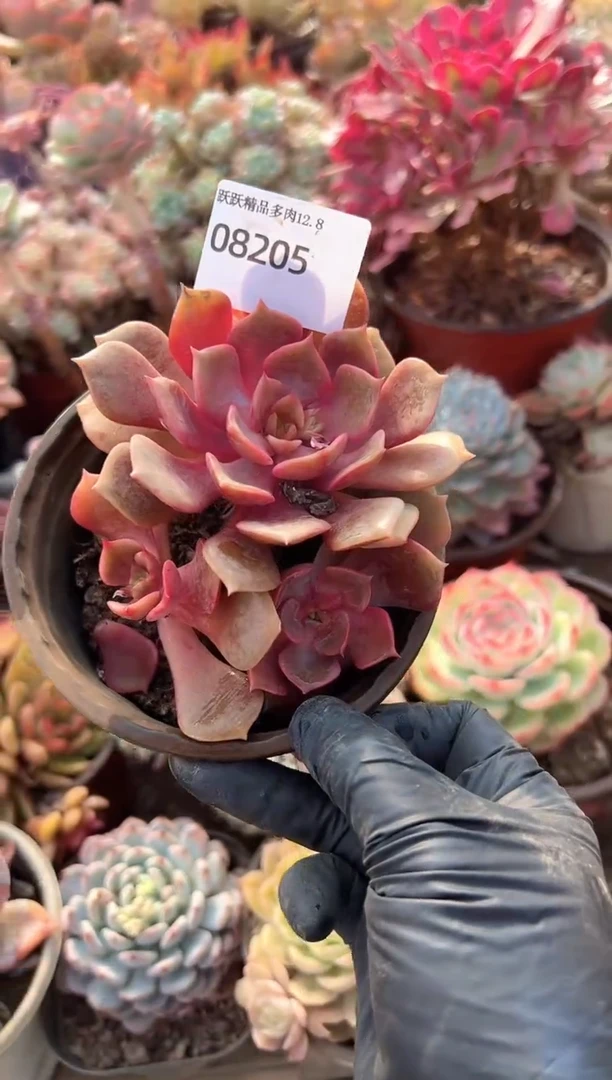 小*拉阿迷洲多肉花卉08205