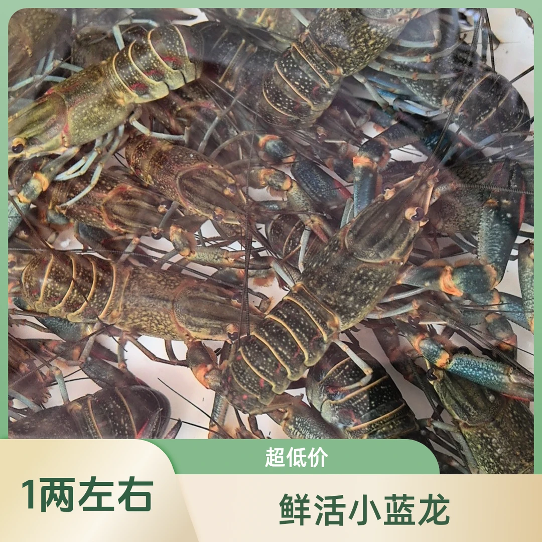 【鲜活】淡水小蓝龙 单只1两左右只