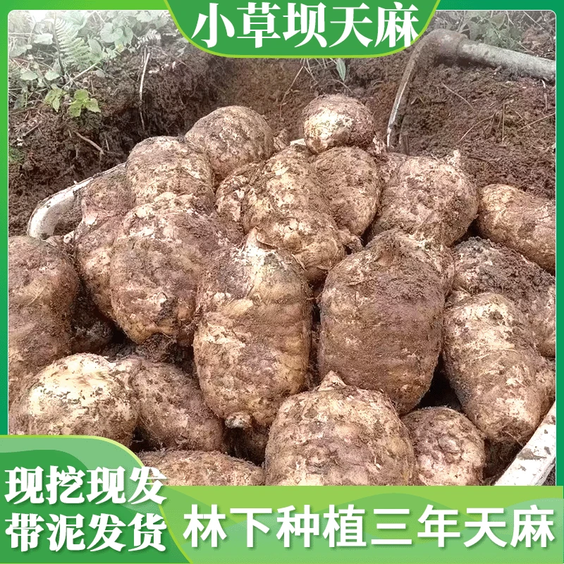 【云南昭通小草坝新鲜天 麻】现挖现发带泥发货个大饱满炖鸡煲汤
