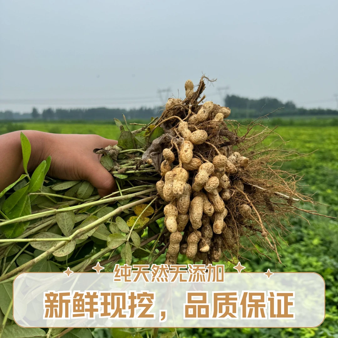 当季新花生 四粒红花生 拍3发4 应季头茬鲜花生 密云发货 次日达