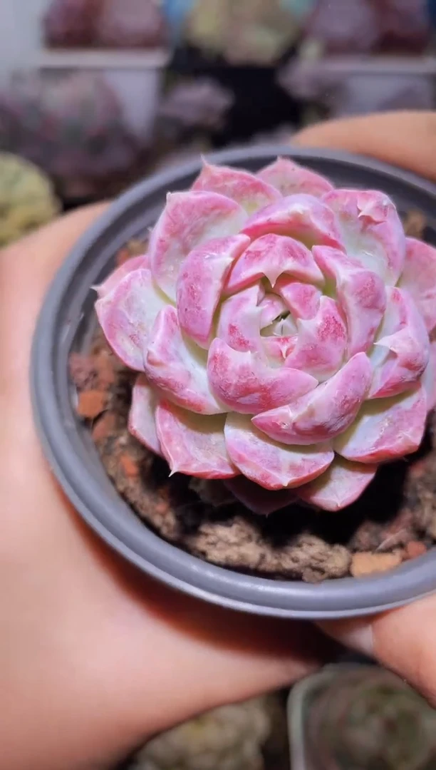 【闪购商品】203浮世绘变多肉